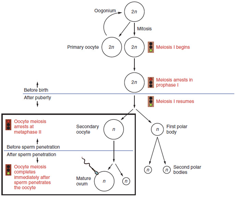 A flow chart showing the mitosis and then meiosis of cells for oogenesis.