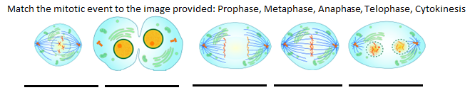 Five separate diagrams of a cell in the different stages of mitotic cell division out of sequence.