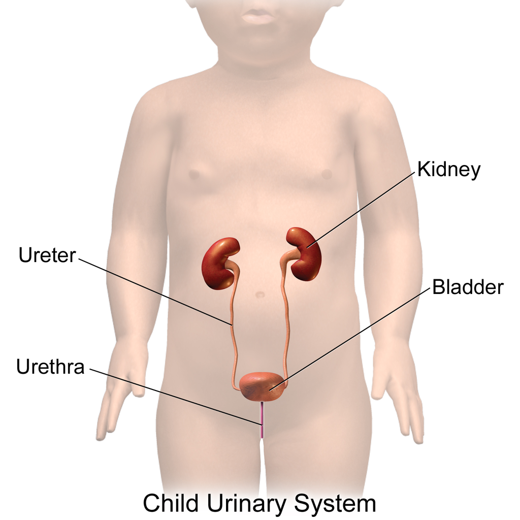 A diagram of a small child showing the kidney, bladder, ureter and urethra location within the human body.