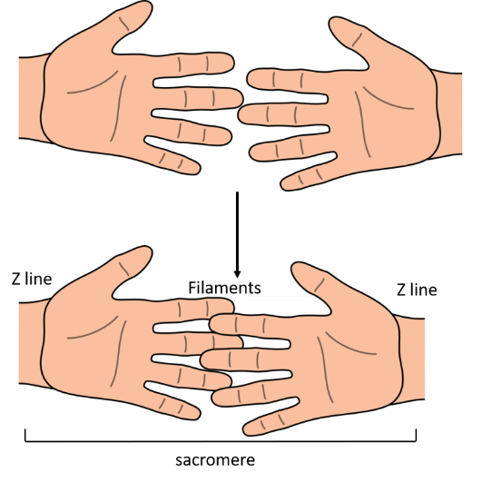 A pair of hands demonstrating how a sarcomere works by pulling thin filaments towards the middle of the sarcomere. Much like fingers on the right and left hand are pulled together to create woven fingers.