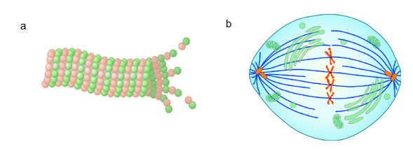 Chapter 1 Cytoskeleton In Fundamentals Of Cell Biology On Openalg