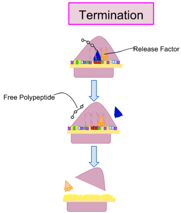 translation elongation