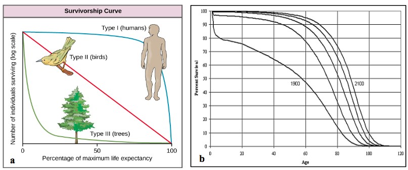 A two part image where labeled a and b. Part a shows a diagram labeled survivorship curve. The x axis shows percentage of maximum life expectancy and the y axis is labeled number of individuals surviving (log scale). There are three curves where the outside curve is type 1 (humans), the middle curve is type 2 (birds), and the inside curve is labeled type 3 (trees). Part b shows a graph where the x axis is labeled age and the y axis is labeled percent survival. There are five curves plotted where each curve has different years where the later the year the longer people survive. 