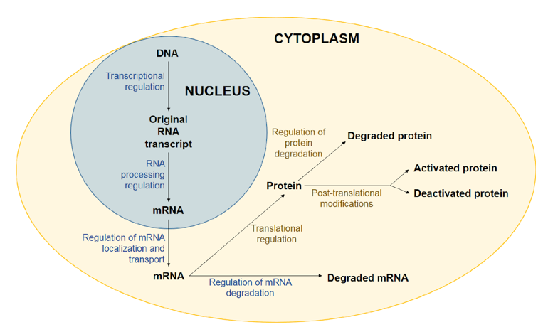 Chapter 5 Transcriptional Regulation” In Fundamentals Of Cell Biology” On Openalg