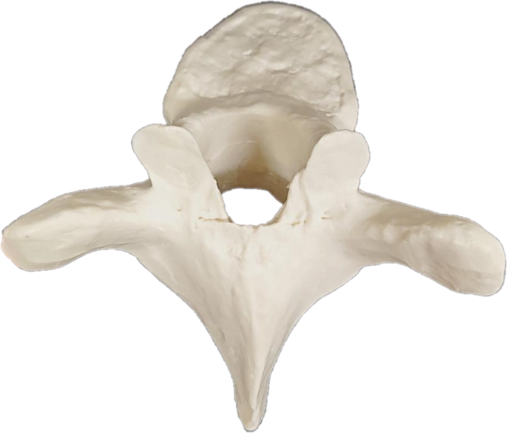 A white plastic model of a posterior view of a human thoracic vertebra.