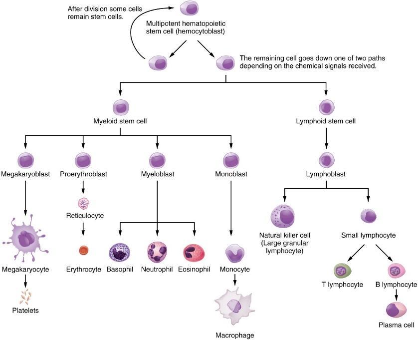 “Chapter 16 - Stem Cells” in “Fundamentals of Cell Biology” on OpenALG