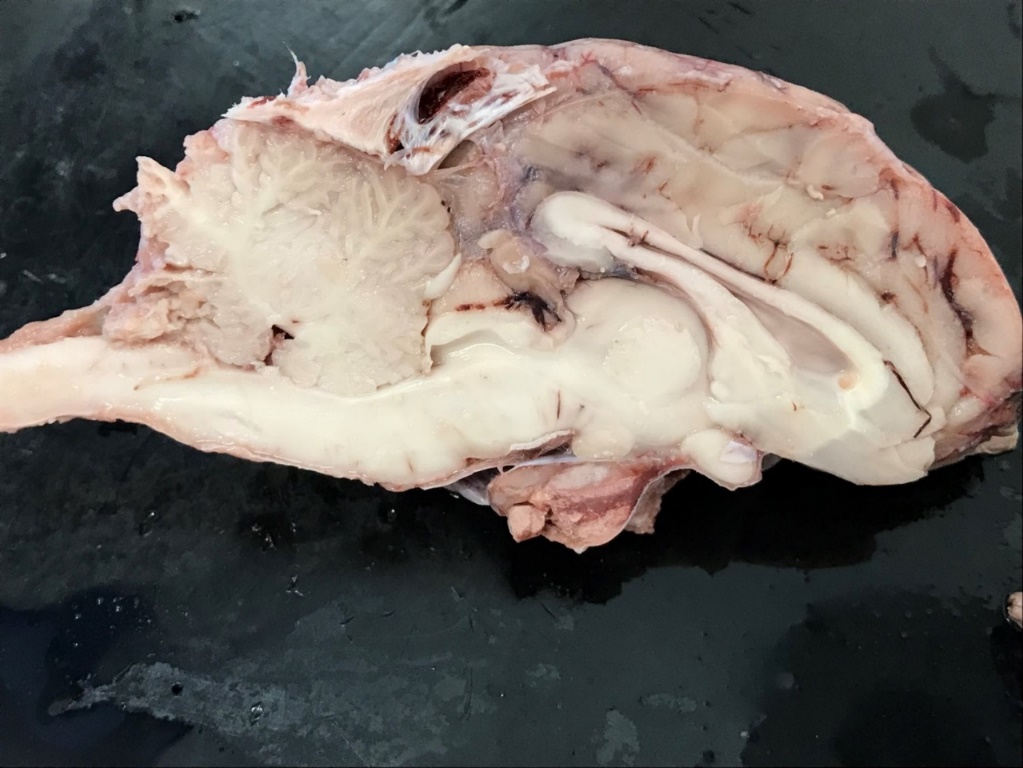 A dissected sheep brain, medial view of a midsagittal section. 