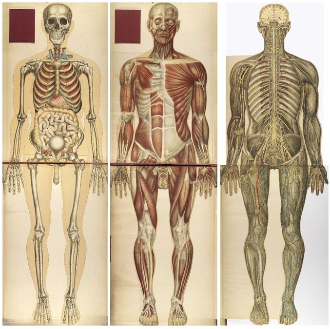 Female chest and abdomen muscles, split skin layer, three quarter