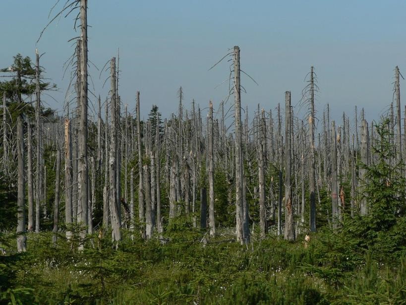 photo of barren tree trunks stripped of foliage