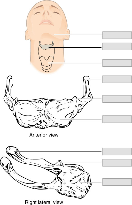 A diagram of the hyoid bone depicted as it would be located inside the body. A drawing of the hyoid bone is also provide as an anterior and right lateral view.