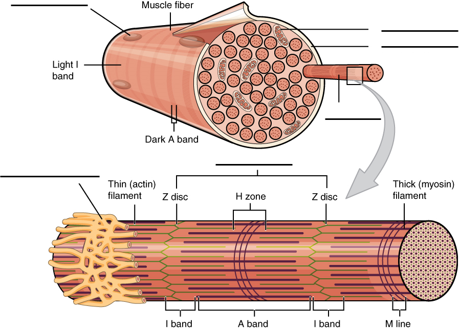 A diagram of a cross section of a muscle fiber with areas indicated for labeling.

The second image is of a myofibril with myofilaments arranged into sarcomeres.