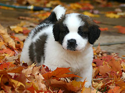 A photograph of a very cute puppy playing in fall leaves. It is black and white and has fluffy fur.