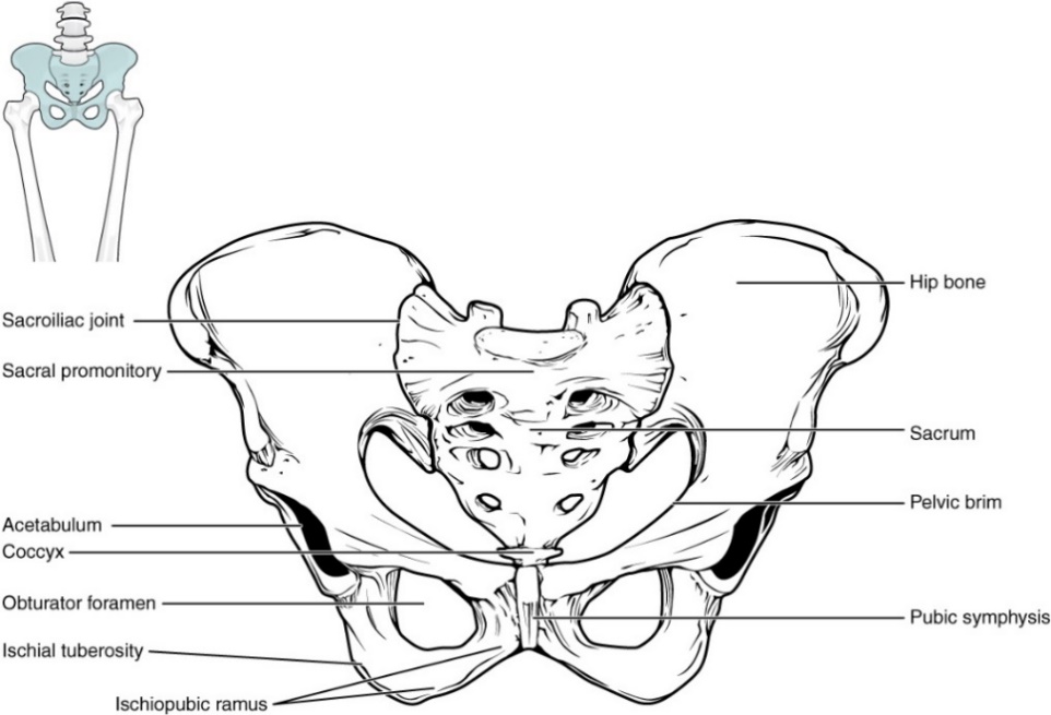 An anterior diagram of the articulated bones of the pelvic girdle. Major bone markings are labeled.