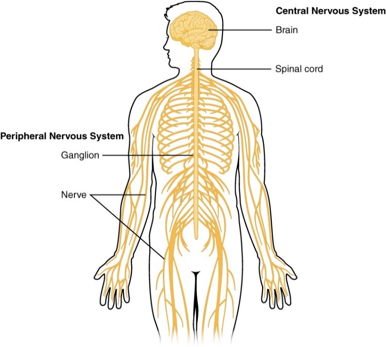 A diagram of the nervous system with the brain and spinal cord illustrated as being central nervous system, and ganglia and nerves indicated in the peripheral nervous system.