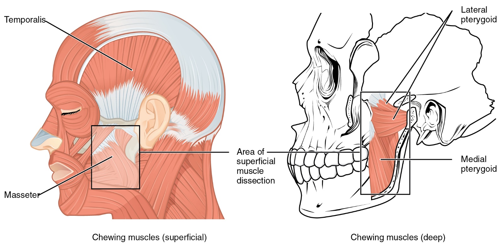 A lateral diagram of the human head with superficial muscles and deeper muscles of the jaw shown.