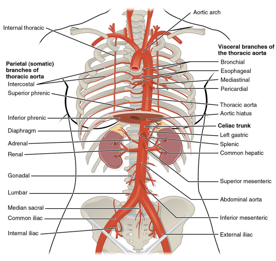 A diagram of the major arteries found within the thoracic and abdominopelvic regions. An anterior view is provided with major organs removed except for the kidneys and adrenal glands.