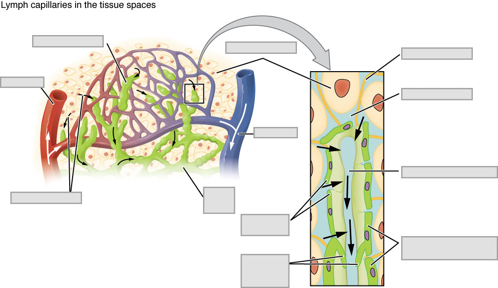 Diagram of lymphatic capillaries in the tissue beds with major structures indicated and left blank for labeling.