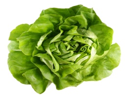 lettuce