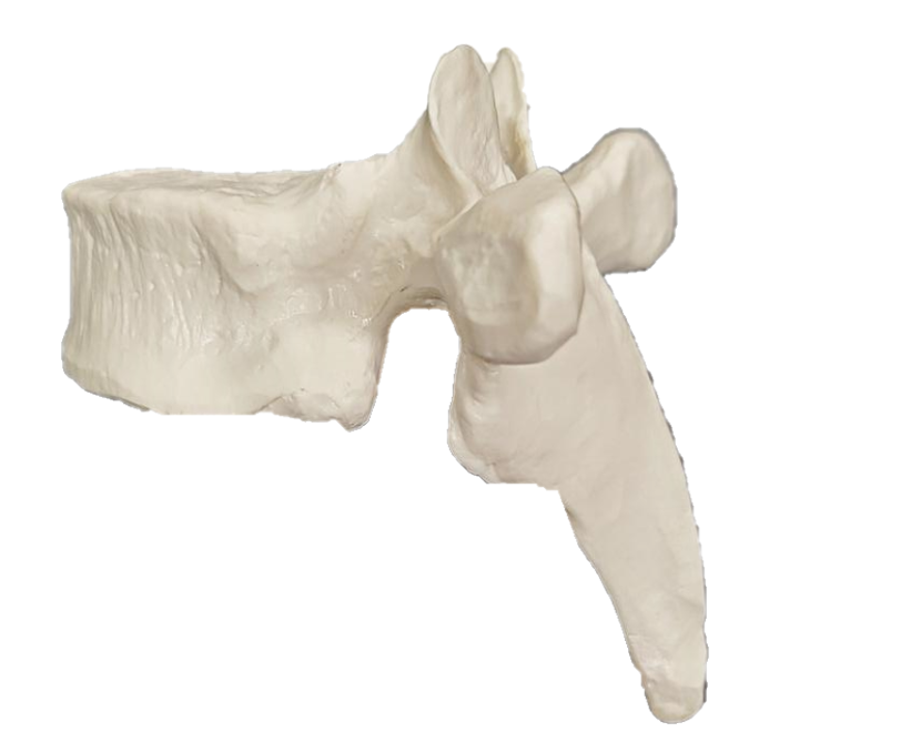 A white plastic model of a human thoracic vertebra.