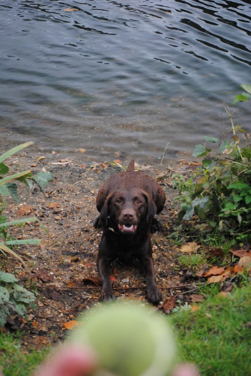 A person prepares to throw a tennis ball to a dog near a pond or lake.