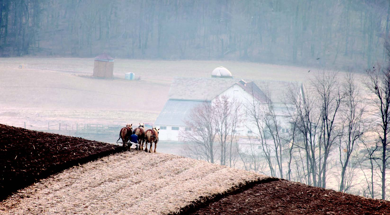 A group of horses on a snowy hill Description automatically generated with medium confidence