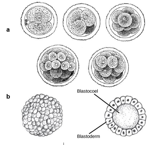 “Chapter 16 - Stem Cells” in “Fundamentals of Cell Biology” on OpenALG