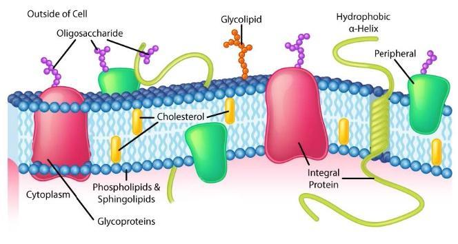 glycolipids in cell membrane