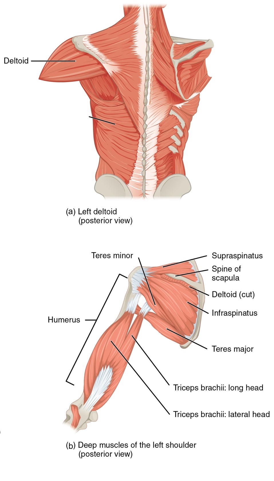 “anatomy And Physiology Lab I” On Openalg