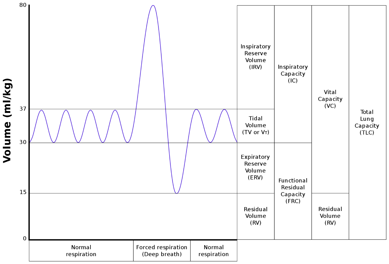 Lung volumes are shown on a graph with volume being measured in ml/kg. Four breaths representing normal respiration volumes are shown first on the graph to illustrate the tidal volume. Next a forced respiration/deep breath in and forced exhalation/deep breath out are tracked with the changes in volume noted on the graph. Then normal respiration resumes for two breaths.