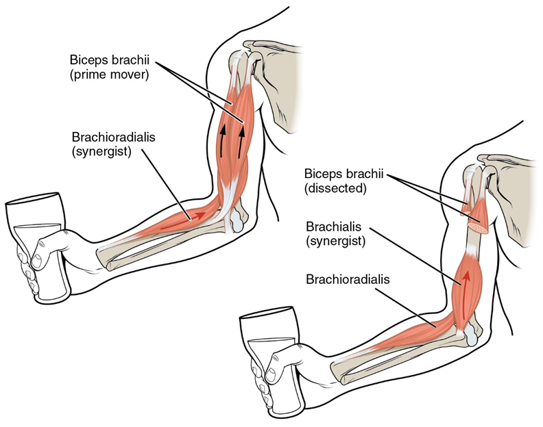 Diagram of an elbow flexion with the biceps brachii illustrated with black arrows as the prime mover during this flexion. Both the Brachioradialis and Brachialis have red arrows showing contraction towards the origin and acting as synergists to the Biceps Brachii.