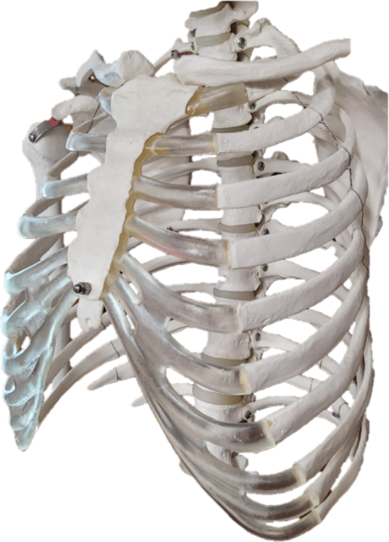 Anterior view of the bones in the thoracic region of a human skeleton model.