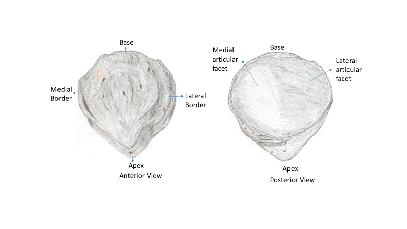 A drawing of an anterior and posterior view of the patella with major bone markings labeled.