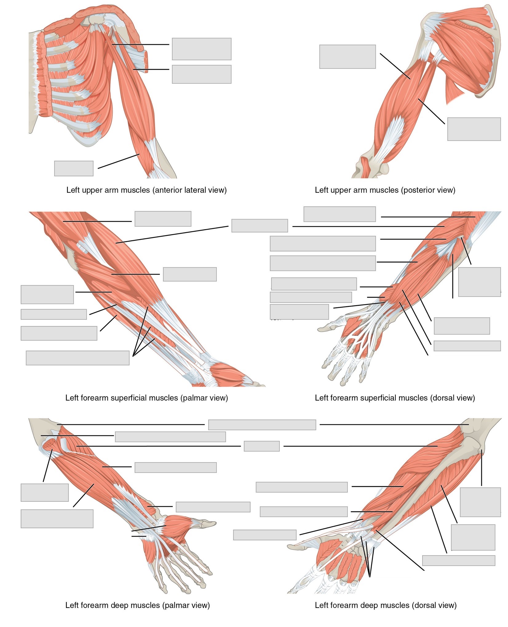 The upper limbs  Human Anatomy and Physiology Lab (BSB 141