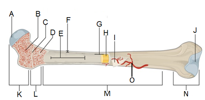 A diagram of a long bone (femur) with letters indicating the different areas of the bone features.