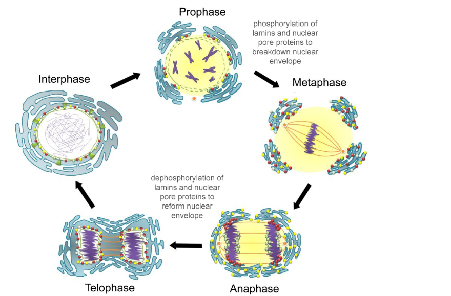 Chapter 13 The Cell Cycle And Its Regulation In Fundamentals Of