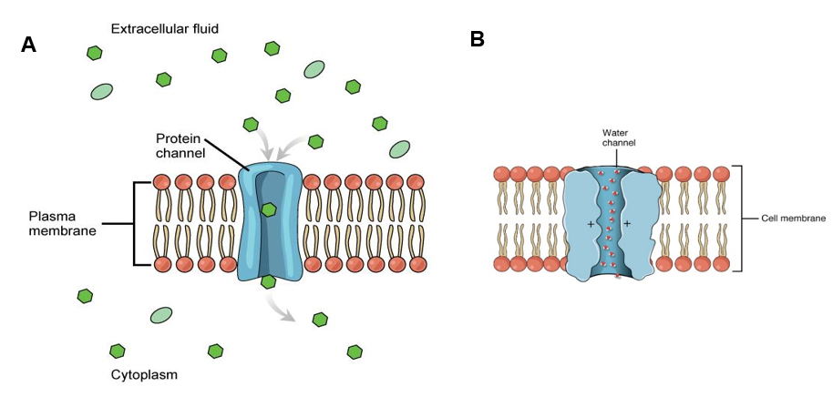 amino-acids-and-the-cell-membrane-we-are-eaton