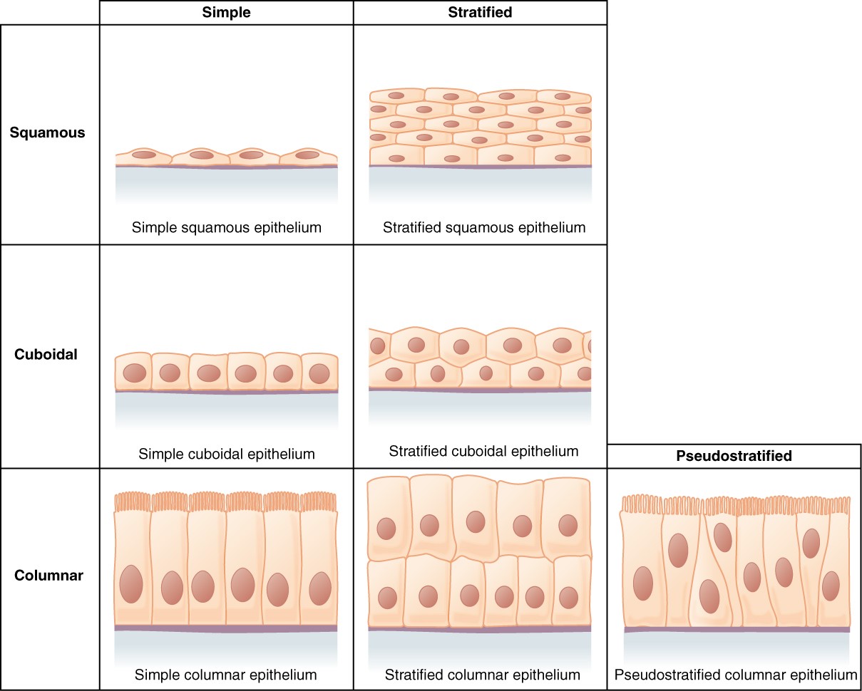 anatomy-and-physiology-lab-i-on-openalg