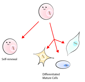 Cell Differentiation Embryo