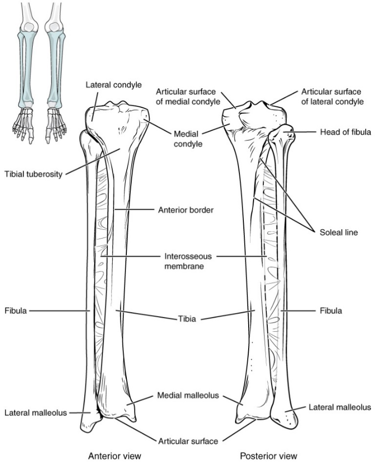 This image shows the structure of the tibia and the fibula with interosseus membrane. The left panel shows the anterior view, and the right panel shows the posterior view.