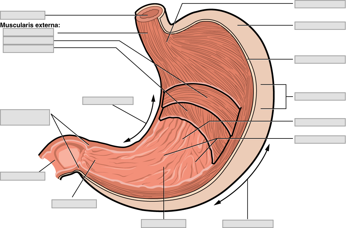 A diagram of the stomach with layers of the gastrointestinal tract indicated and the major stomach features identified with a pointer and blank box for labeling.